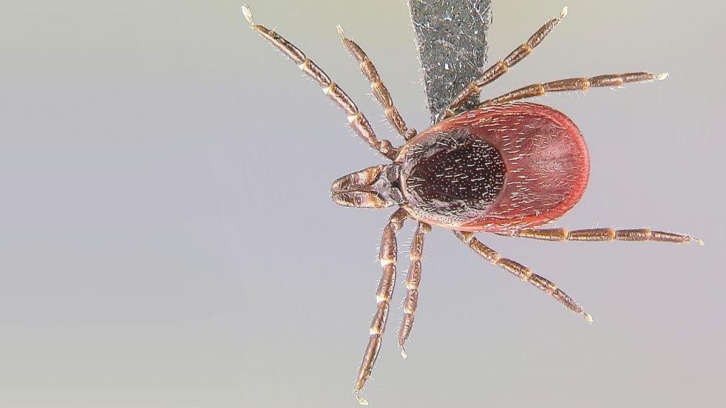 Lyme Disease Bioweapon created on PLUM ISLAND, Long Island Ny