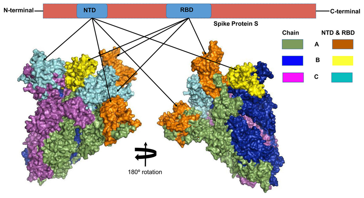 Rbd домену. RBD домен. Спайк белок. Рецептор-связывающему домену (RBD) S-белка SARS-cov-2. RBD SARS.